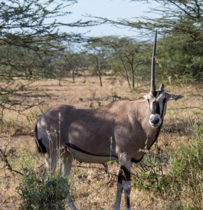 Awash-National-Park-Oryx-1024x731